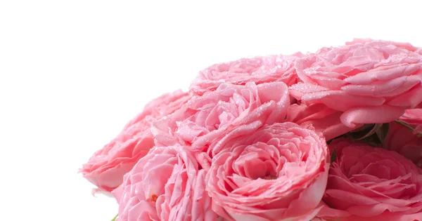 Bukiet róż różowy jasny na białym tle — Zdjęcie stockowe