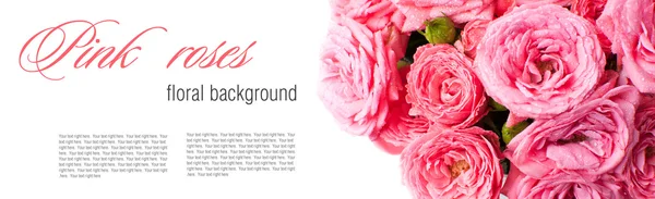 çiçek arka izole pembe Güllü