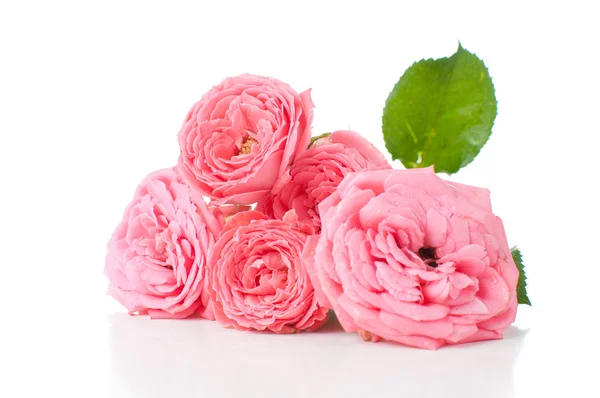 Zweig von rosa Rosen — Stockfoto