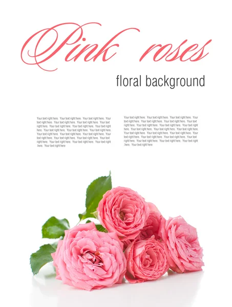 çiçek arka izole pembe Güllü