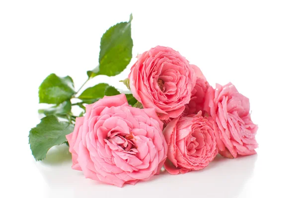 Zweig von rosa Rosen — Stockfoto