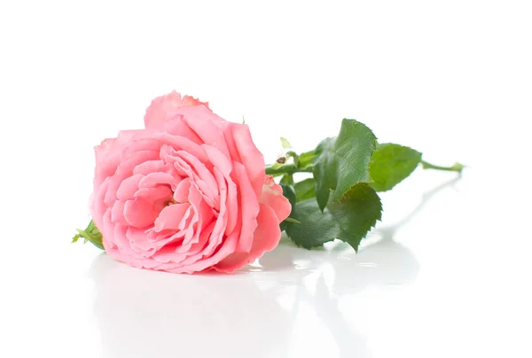 Ramo de rosas rosa — Fotografia de Stock