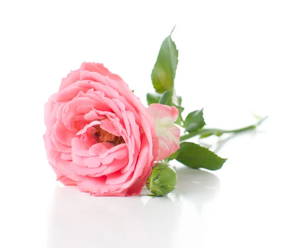 Rama de rosas rosadas —  Fotos de Stock