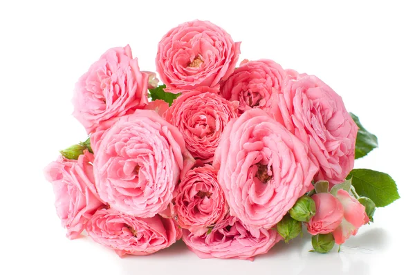 Pobočka růžových růží — Stock fotografie