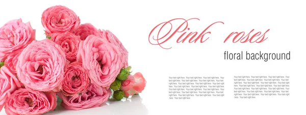 Blume Hintergrund mit rosa Rosen, isoliert — Stockfoto