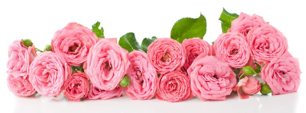 Blüten rosa Rosen mit Knospen — Stockfoto