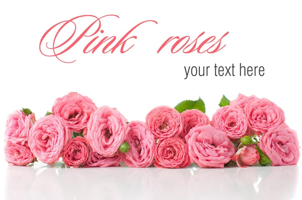 Blume Hintergrund mit rosa Rosen, isoliert — Stockfoto