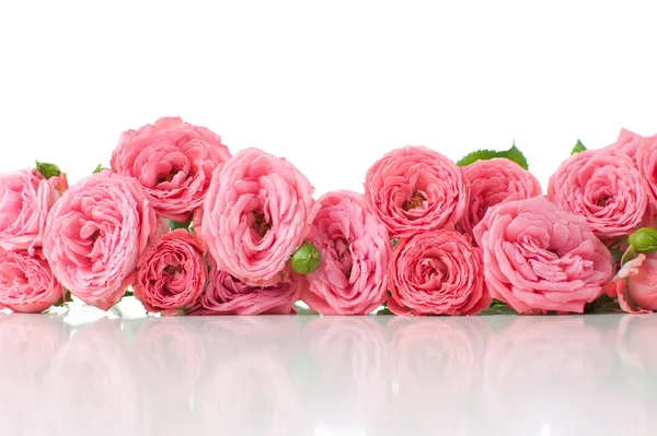 Blommor rosa rosor med knoppar — Stockfoto