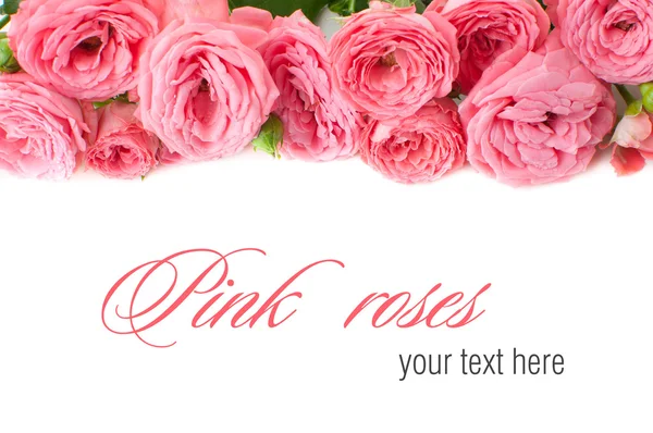 Fundo flor com rosas rosa, isolado — Fotografia de Stock