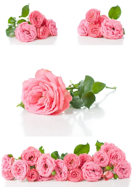 Leuchtend rosa Rosen, Collage, isoliert — Stockfoto