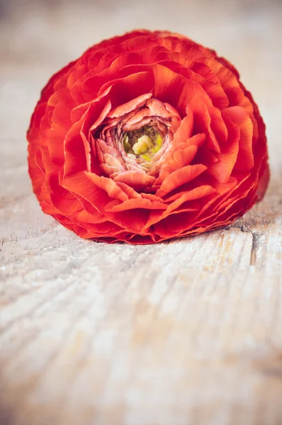 一个橘红色的毛茛花 — 图库照片
