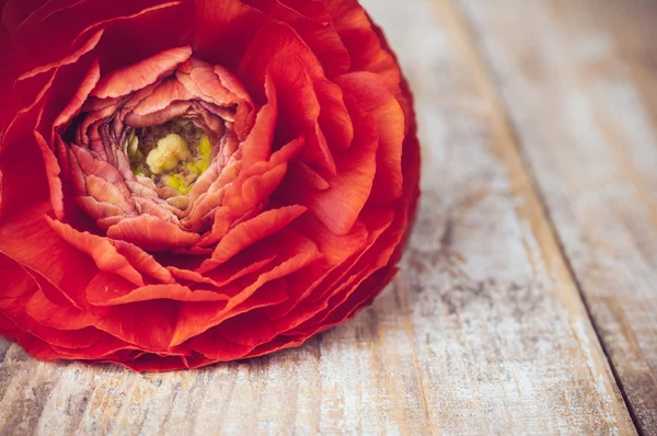 Una flor de buttercup rojo-naranja —  Fotos de Stock