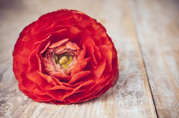 Una flor de buttercup rojo-naranja —  Fotos de Stock