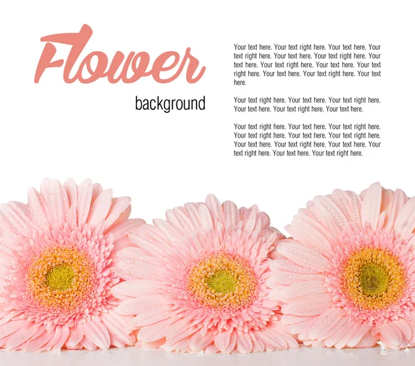 Three pink gerberas — Stock Photo, Image