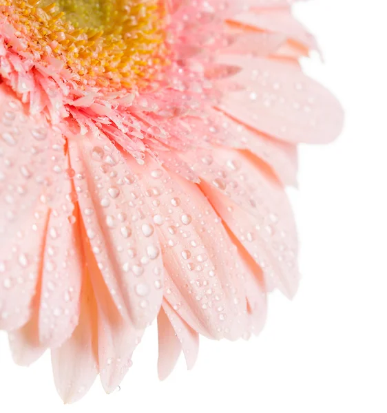 One pink gerbera — Stock Photo, Image