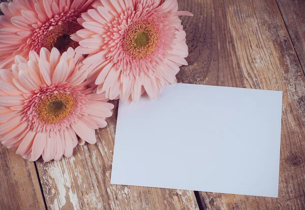 Gerberas y un cartón blanco en blanco — Foto de Stock