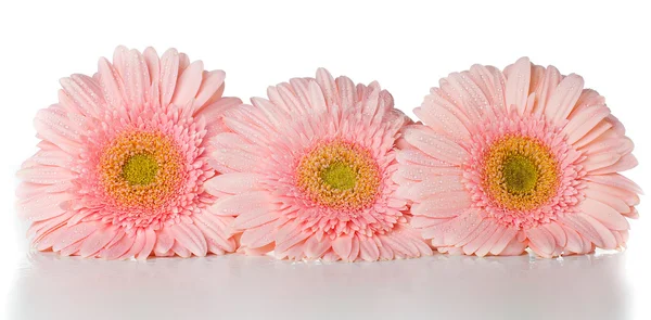 Três gerberas rosa — Fotografia de Stock