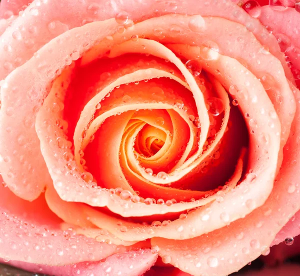 Blume der frischen nassen Rose — Stockfoto