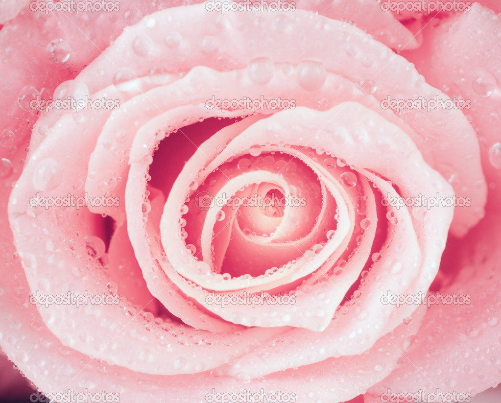 flower of fresh wet rose
