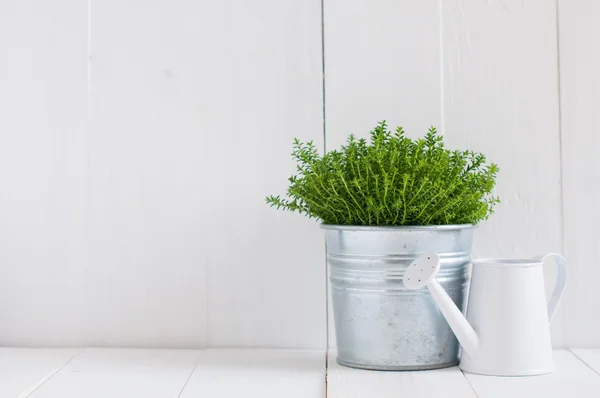 Plant in a metal pot and watering can — Stock Photo, Image