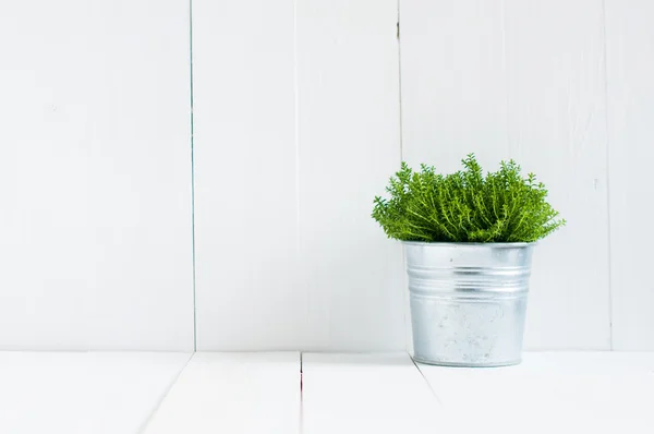 Grüne Eigenheimpflanze — Stockfoto