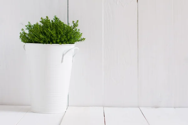 Grüne Eigenheimpflanze — Stockfoto