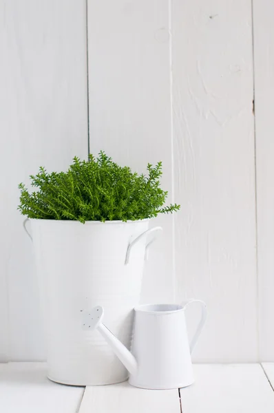 Plant in a metal pot and watering can — Stock Photo, Image