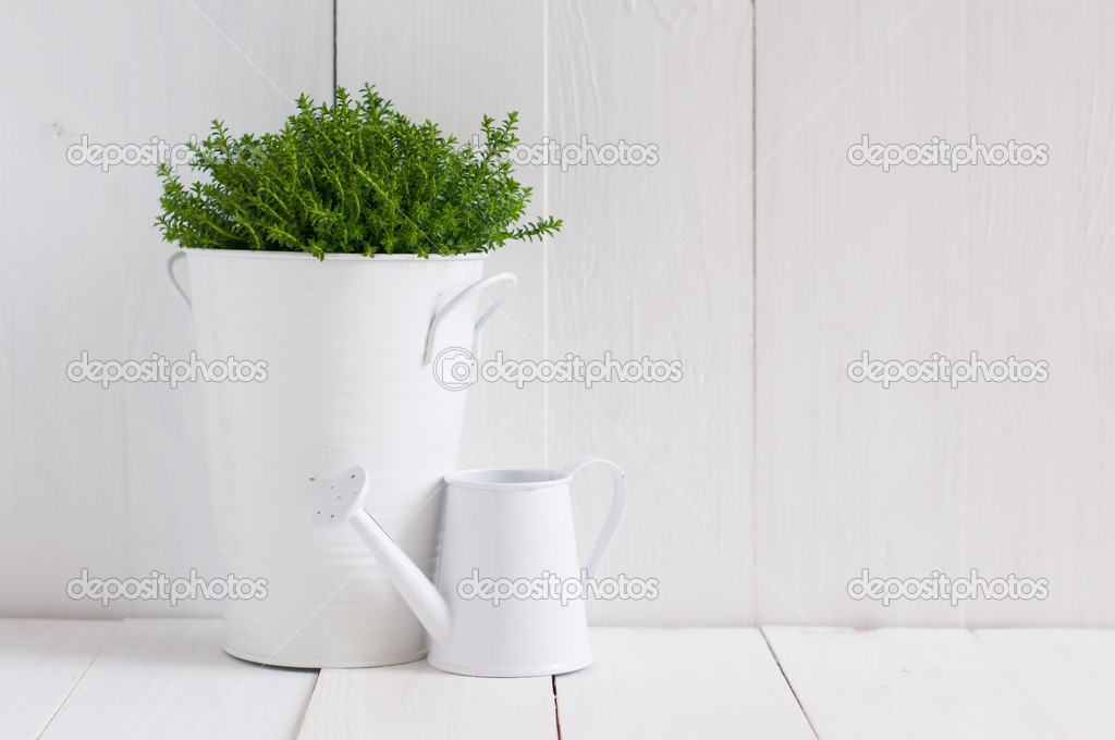 plant in a metal pot and watering can