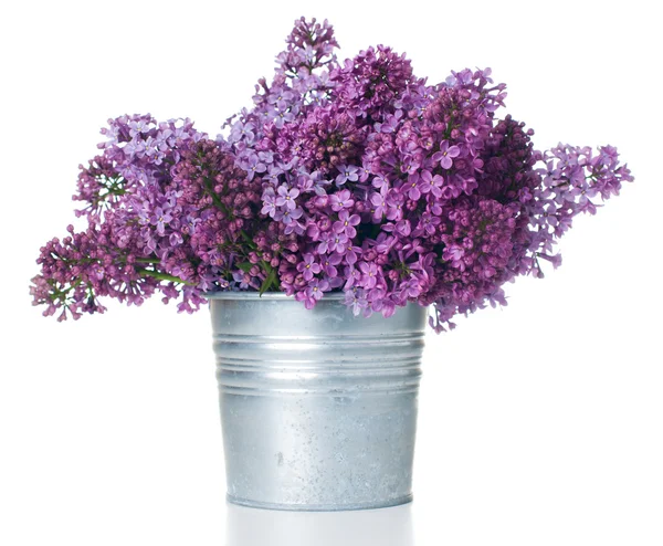 Liliac violet izolat — Fotografie, imagine de stoc