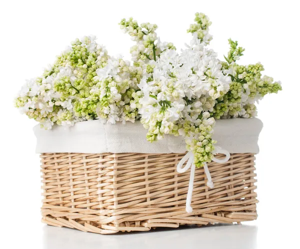 Witte lila bloemen in een mand geïsoleerd — Stockfoto