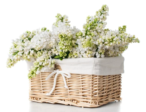 Witte lila bloemen in een mand geïsoleerd — Stockfoto