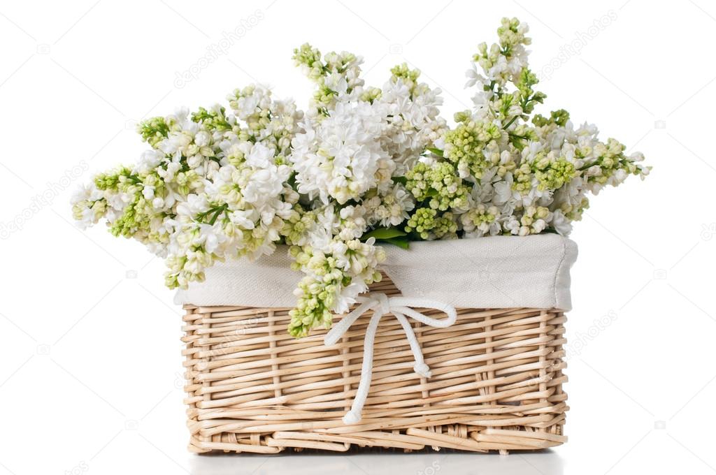 white lilac flowers in a basket isolated