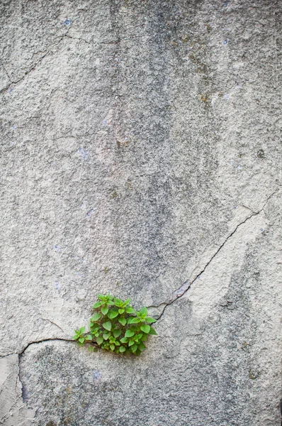 Planta crescendo fora de uma parede velha — Fotografia de Stock
