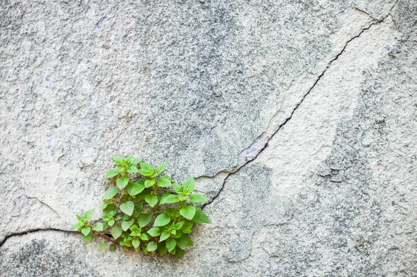 Planta que crece de una vieja pared — Foto de Stock