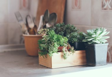 mezarda succulents