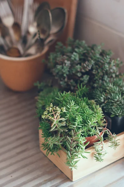 Mezarda succulents — Stok fotoğraf