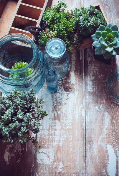 Plantas da casa — Fotografia de Stock