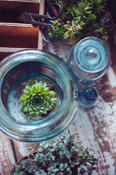 House plants — Stock Photo, Image