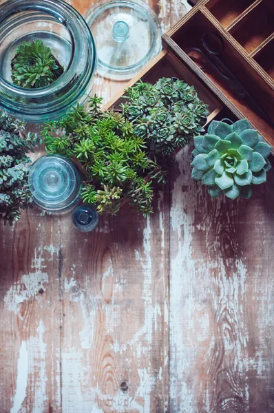 Plantas de casa — Foto de Stock