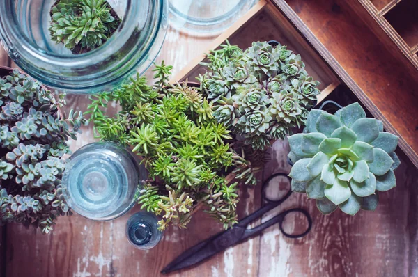 Plantas da casa — Fotografia de Stock