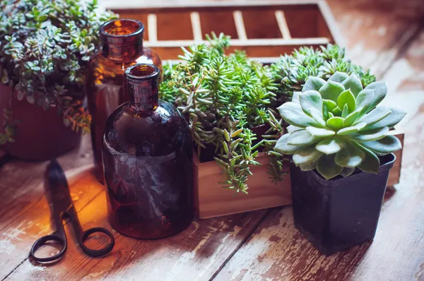 karanfiller ve şişeler