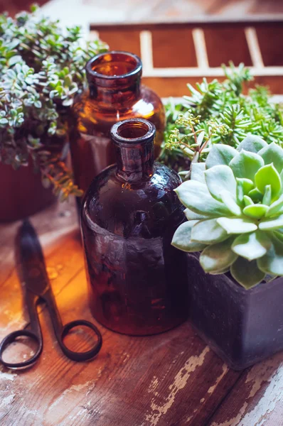 Zimmerpflanzen und Flaschen — Stockfoto