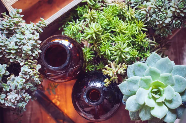 House plants and bottles — Stock Photo, Image