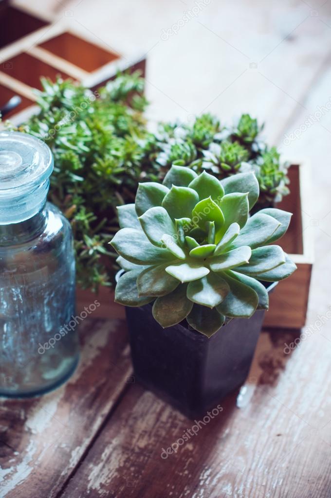 house plants download free house plants download free