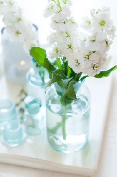 Matthiola blommor — Stockfoto