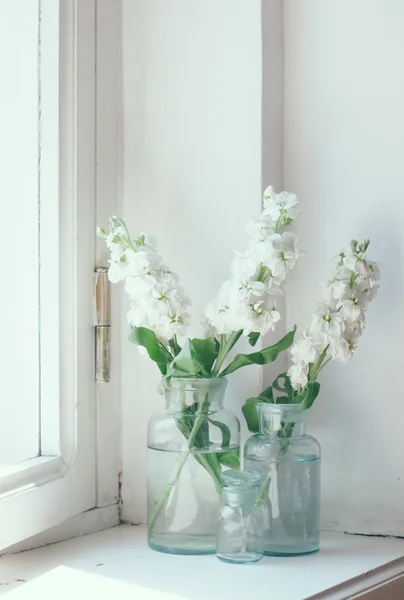 Flores matthiola — Fotografia de Stock
