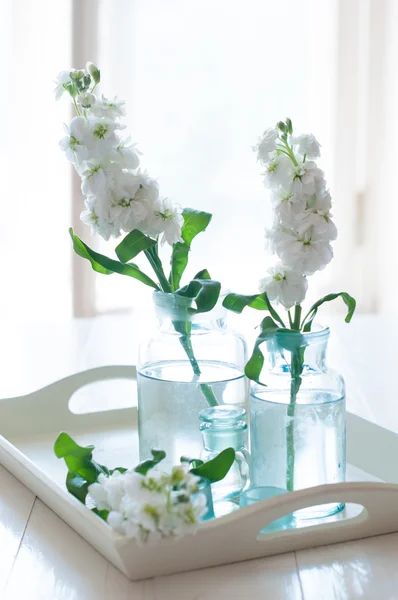 Matthiola blommor — Stockfoto