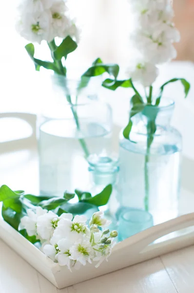 Matthiola bloemen — Stockfoto