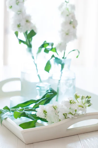 Matthiola blommor — Stockfoto