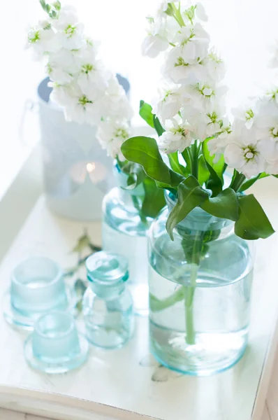 Matthiola bloemen — Stockfoto